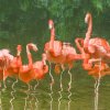 01_gert behr-flamingos-